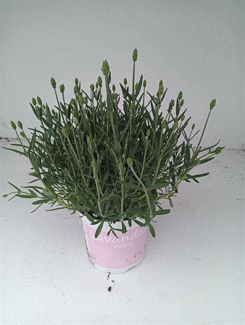 <h4>LAVANDULA ROSEA</h4>