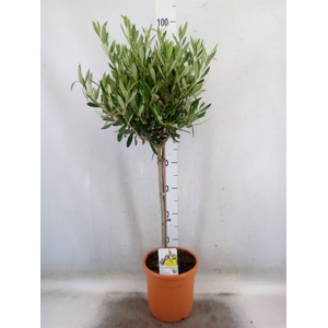 Olea europaea