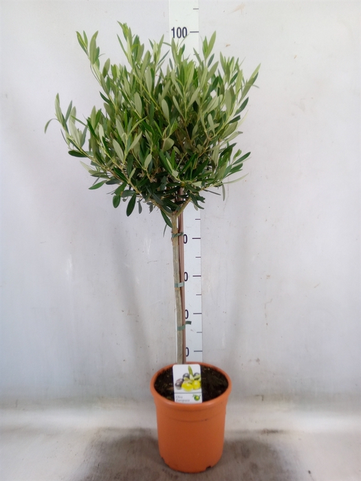 <h4>Olea europaea</h4>