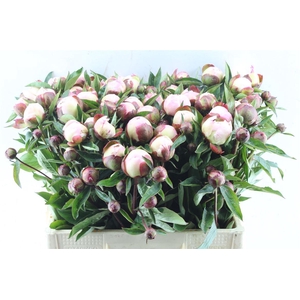 Paeonia L Gardenia