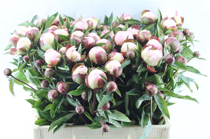 <h4>Paeonia L Gardenia</h4>