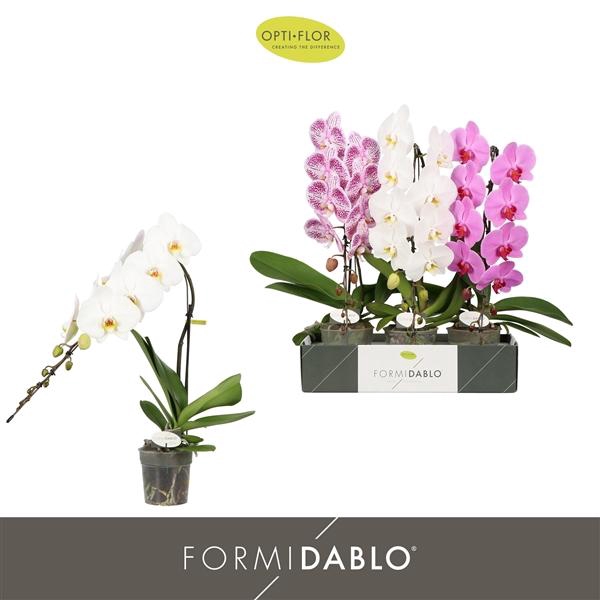 <h4>Phalaenopsis gemengd</h4>