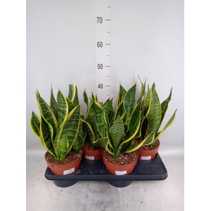 Sansevieria trifa. 'Futura Superba'