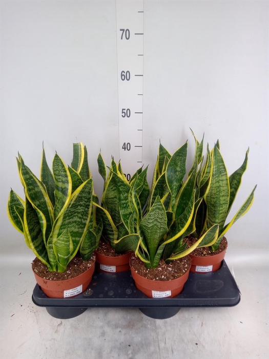 <h4>Sansevieria trifa. 'Futura Superba'</h4>