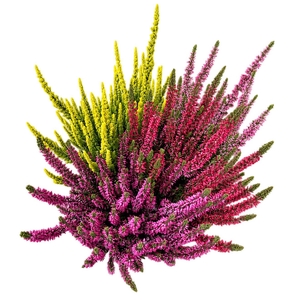 CALLU BL STARLI GEM