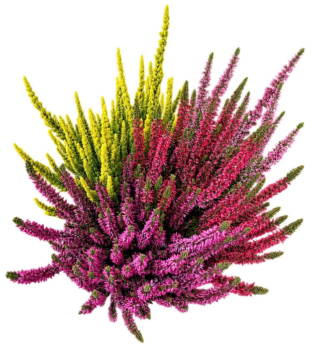 <h4>CALLU BL STARLI GEM</h4>