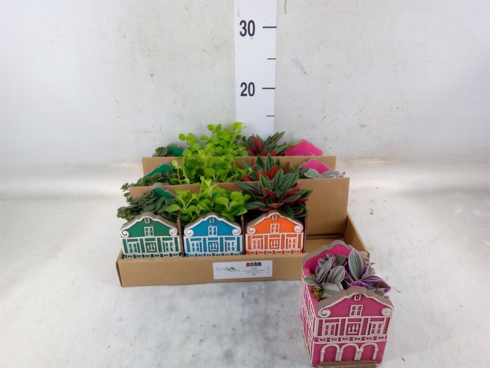 <h4>Planten  ..in schaal L%</h4>