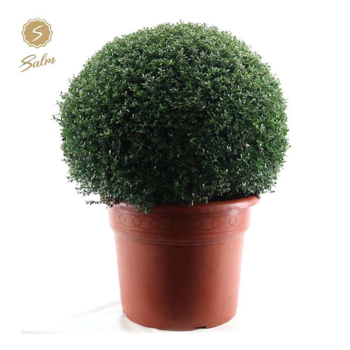 <h4>Ilex crenata Ball Ø80cm P50</h4>