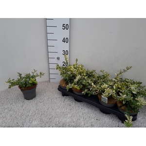 EUONYMUS FO HARLEQUI