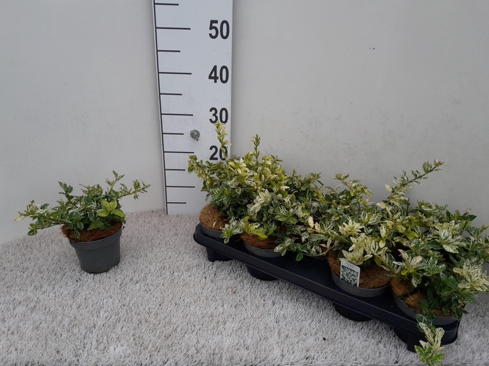 <h4>EUONYMUS FO HARLEQUI</h4>