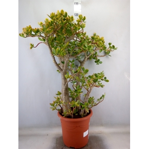 Crassula ovata 'Sunset'