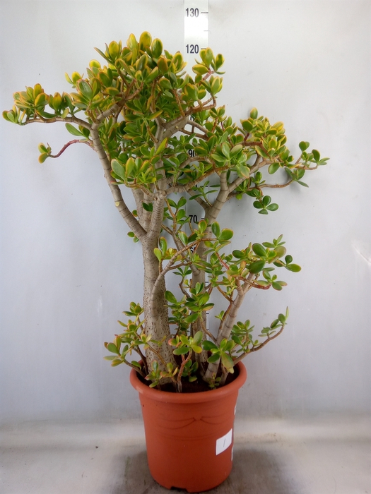 <h4>Crassula ovata 'Sunset'</h4>