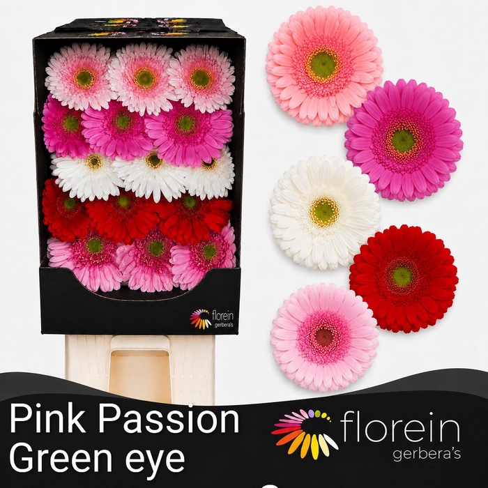 <h4>Gerbera Mix 4 kleuren Diamond</h4>