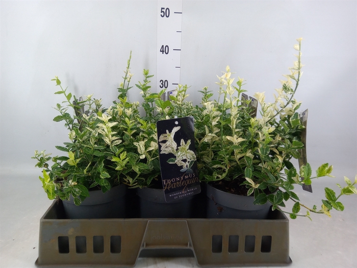 <h4>Euonymus fortunei 'Harlequin'</h4>