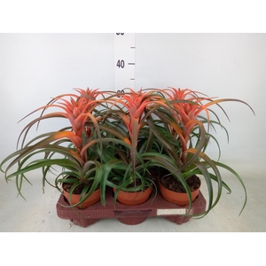 Tillandsia capitata 'Hermosa'