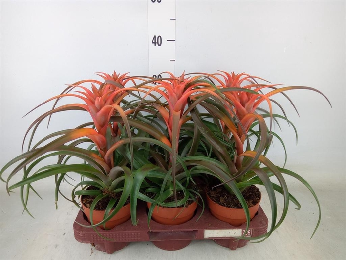 <h4>Tillandsia capitata 'Hermosa'</h4>