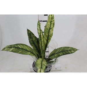 SPATHIPHYLLUM SENSATION VARIEGATA P17 SEM FLOR