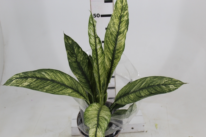 SPATHIPHYLLUM SENSATION VARIEGATA P17 SEM FLOR