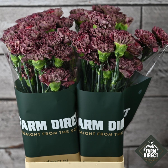 <h4>DI ST COPPER EXTASIS</h4>