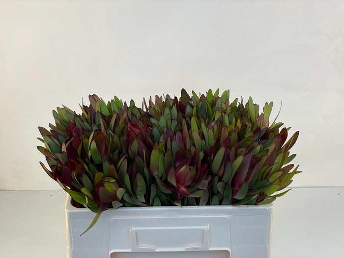 <h4>LEUCAD SAF SUNSET</h4>