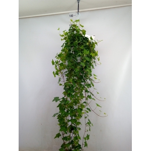 Hedera helix 'Pittsburgh'
