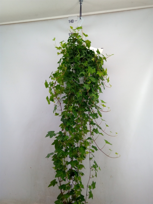 <h4>Hedera helix 'Pittsburgh'</h4>