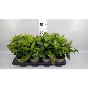 Aucuba japonica 'Variegata'
