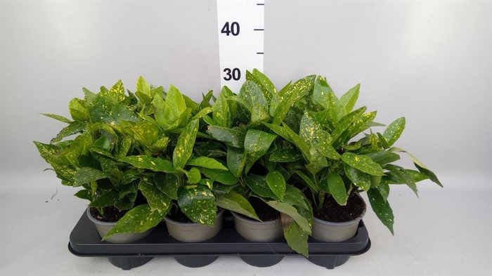 <h4>Aucuba japonica 'Variegata'</h4>