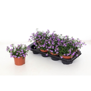 Lobelia Erinus Lilac 13