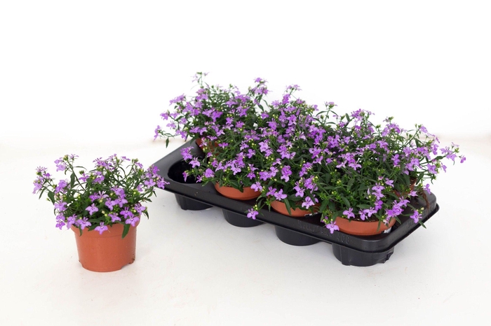 <h4>Lobelia Erinus Lilac 13</h4>