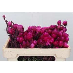 Kaaps Groen Phaenocoma Pink