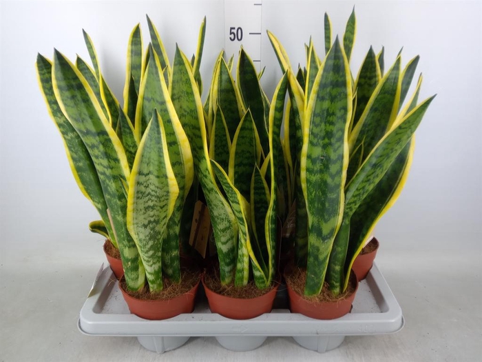<h4>Sansevieria trifa. 'Laurentii'</h4>