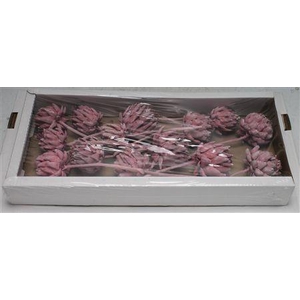 Artichoke Erika Frosted