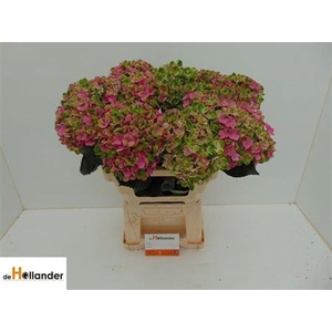 Hydr M Mag Coral Cl