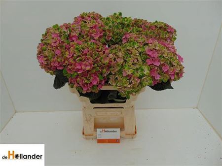 <h4>Hydr M Mag Coral Cl</h4>