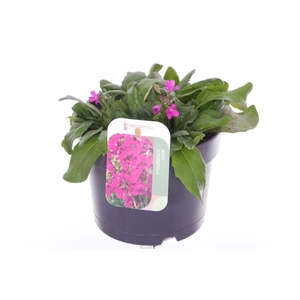 Arabis blepharophylla