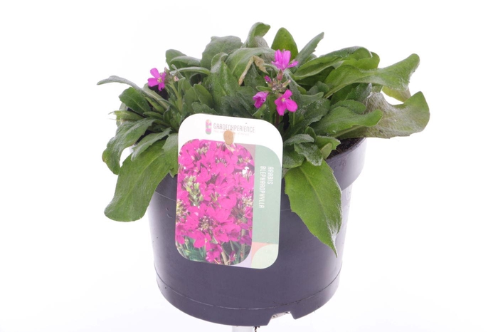 <h4>Arabis blepharophylla</h4>