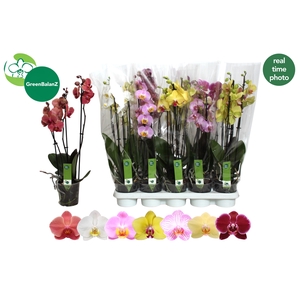 PHAL GEM 7 KL