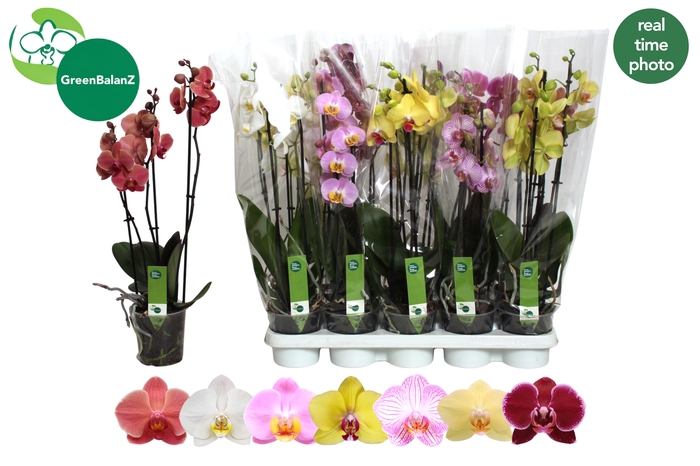 <h4>PHAL GEM 7 KL</h4>