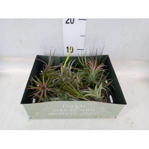 Tillandsia