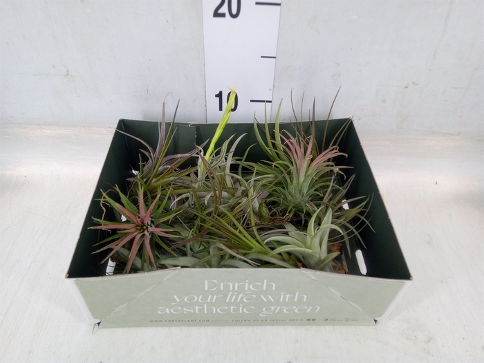 <h4>Tillandsia</h4>