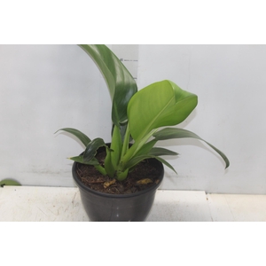 PHILODENDRON PACOVA P24