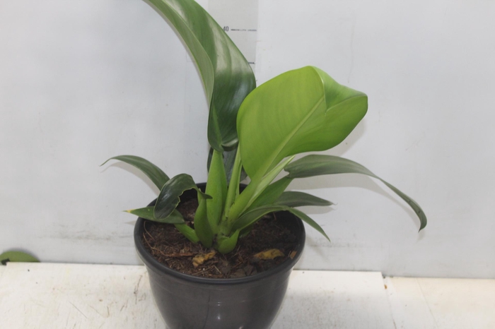 <h4>PHILODENDRON PACOVA P24</h4>
