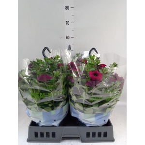 xPetchoa  'BeautiCal Bordeaux'