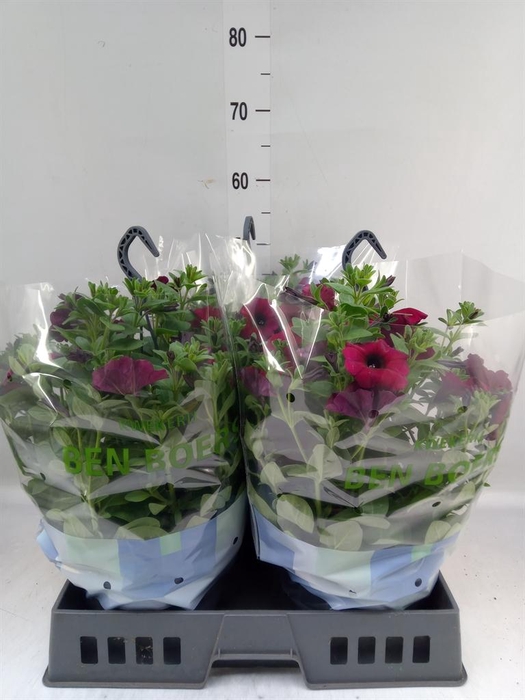 <h4>xPetchoa  'BeautiCal Bordeaux'</h4>