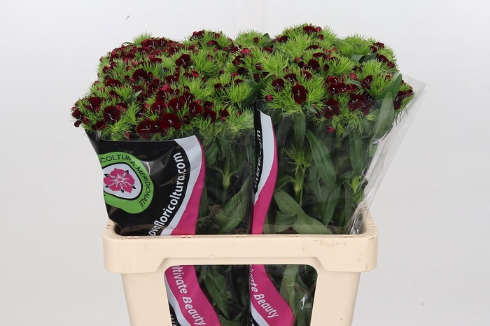 Dianthus Br Am Bordeaux