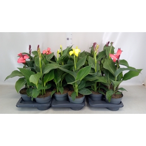 Canna  'Cannova'   ...mix