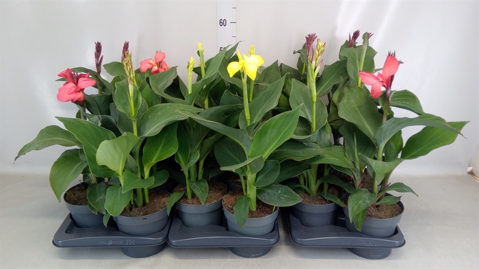 <h4>Canna  'Cannova'   ...mix</h4>