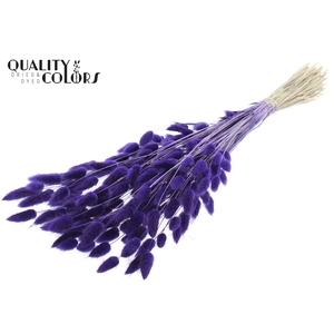 Lagurus Premium per bunch Purple