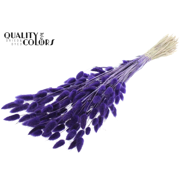 <h4>Lagurus Premium per bunch Purple</h4>